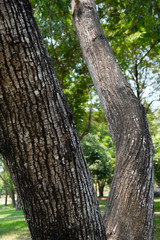 Obraz premium Tree bark closeup , nature background