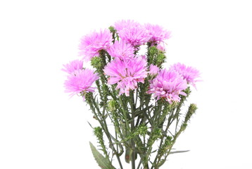 Small pink chrysanthemum on white background