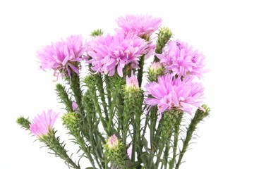 Obraz premium Small pink chrysanthemum on white background