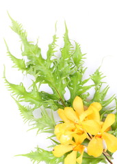 Yellow orchids on green leaf on white background