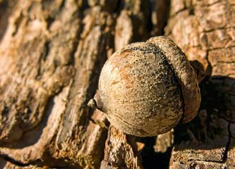Acorn Closeup on Log
