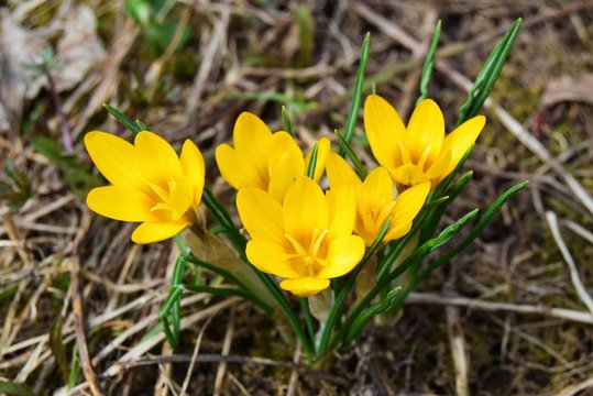 yellow crocus flowers