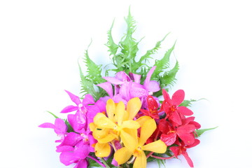 Colorful orchids on green leaf on white background