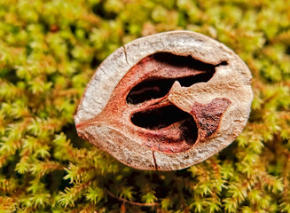 Nut on Grass