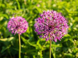 Blooming allium on a sunny day