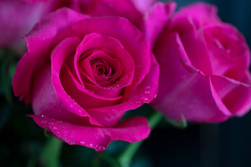 Red rose with raindrops on a blurred background