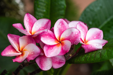 Plumeria flowers are blooming beautifully in the garden,select focus.