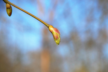 Background. Bud on a tree branch, close-up.