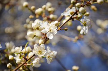 close-up of a branch of cherry blossoms