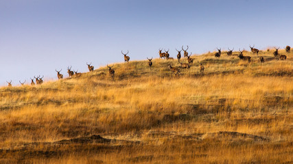 Fototapeta na wymiar Herd of deers in wet meadow, Scotland, UK with blue sky in background.