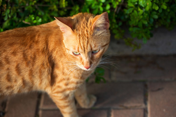 Stray cat checking for some treat, cute cat face with curious look