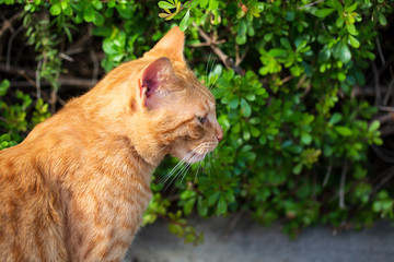 Naklejka na ściany i meble Stray cat checking for some treat, cute cat face with curious look