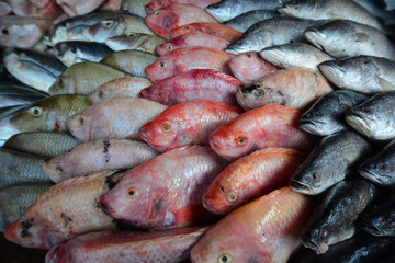 Various fish on the Fish market