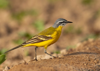 Portrait of a Western Yellow Wagtail at Buri Farm, Bahrain