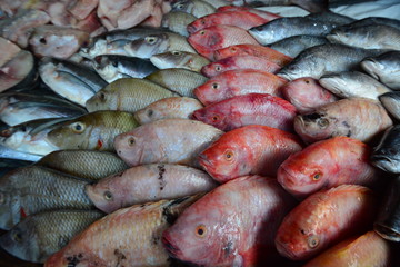 Various fish on the Fish market