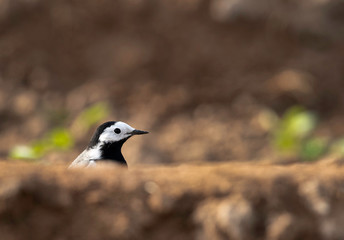 White wagtail at Buri farm, Bahrain