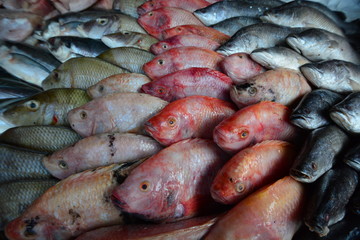 Various fish on the Fish market
