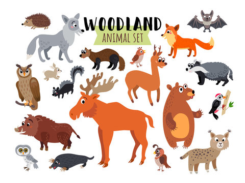 Woodland Forest Animals set isolated on white