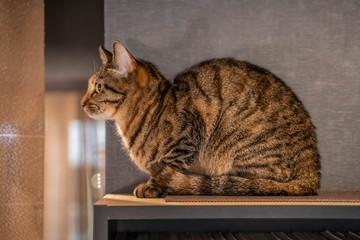猫52