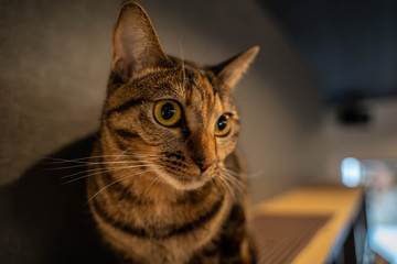 猫51