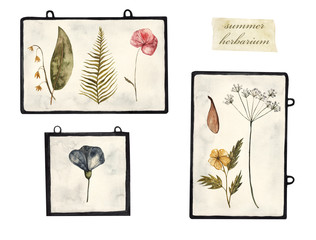 Summer herbarium. Dried flowers and plants in frames, watercolor illustration on white isolated background