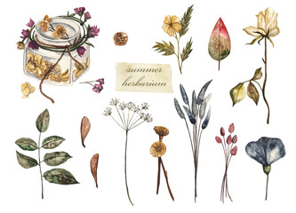 Summer herbarium. Dried flowers and plants, watercolor illustration on white isolated background. Flowers and leaves in a jar
