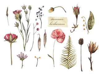 Summer herbarium. Dried flowers and plants, watercolor illustration on white isolated background - 338047952