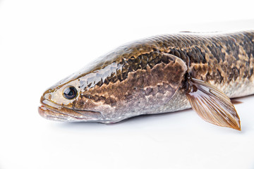 A fresh black fish on a white background