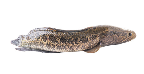 A fresh black fish on a white background