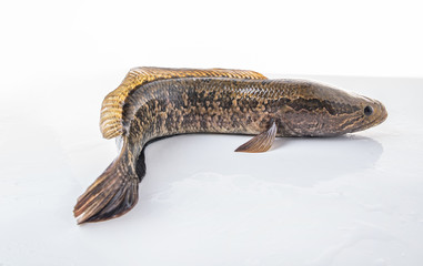 A fresh black fish on a white background