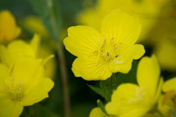 Yellow flowers in a flower bed in a city Park