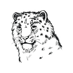Snow leopard portrait in close up. Watercolor vector illustration of Panthera uncia. Mammal with thick fur, furry coat of cat. Uncia wild animal from Feline family. Catlike carnivore creature