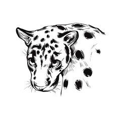 Sunda clouded leopard muzzle portrait closeup. Neofelis diardi animal from Feline mammals family. Medium-sized catlike creature with brown fur with sports. Wild big cat, vector illustration