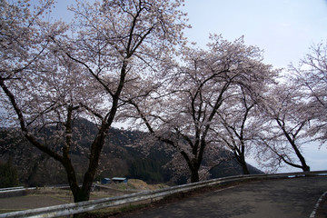 桜