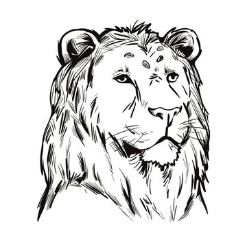 Tigon animal muzzle portrait in closeup. Animalistic drawing of tigon hybrid mammal. Wild car of feline family predator with furry coat. Felidae hunter carnivore creature vector illustration