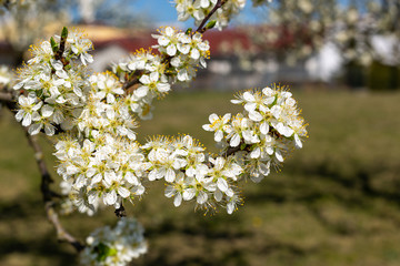 Fototapeta premium Background blooming beautiful white cherries on a sunny day in early spring close up, blurred background