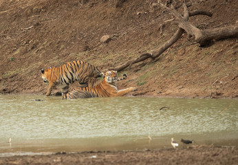Obraz na płótnie Canvas Mother and cub near a water hole at Tadoba Andhari Tiger Reserve, India