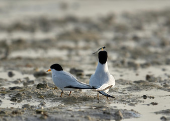 A  Saunders tern trying to  offer a  fish to his mate at Busaiteen coast, Bahrain