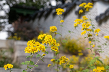 Chrysanthemum flower blooming in the secret garden of Changdeokgung Palace, a World Heritage Site in Seoul, South Korea