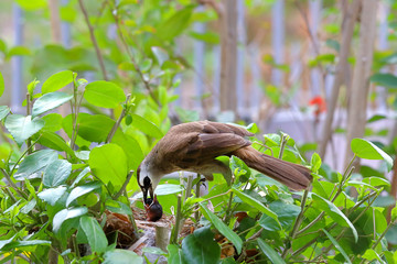 The yellow-vented bulbul  bird feeding chick at nest on a branch.