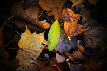 Multicolored autumn leaves.