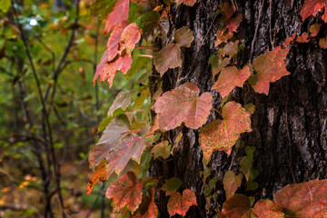Autumn Landscapes in Massachusetts