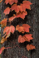 Autumn Landscapes in Massachusetts