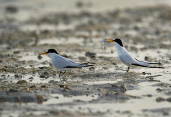 A  Saunders tern offering fish to his mate at Busaiteen coast, Bahrain