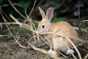 うさぎ10