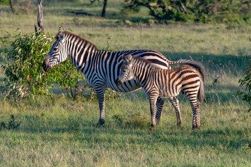 Fototapeta na wymiar mother zebra and its young in the savannah