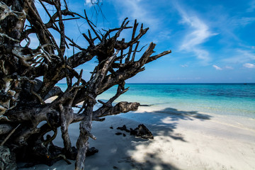 Turquoise blue waters & white sand beach with beautiful snugs & dead trees. Different hues of blues are visible in this tropical summer heavenly landscape shot with lovely blue skies & white clouds