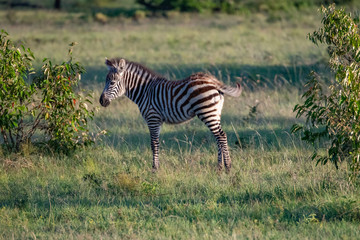 profile portrait of a young Zebra foal in the green grasses of the Masai mara