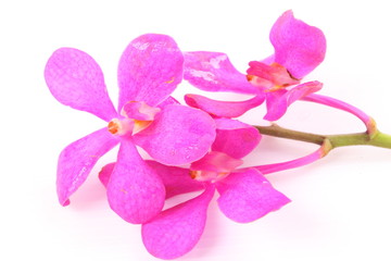 Fototapeta na wymiar Pink orchid isolated on white background