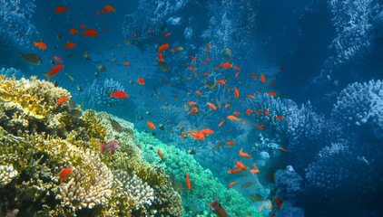 Naklejka na ściany i meble Underwater world. Coral fishes of Red sea.